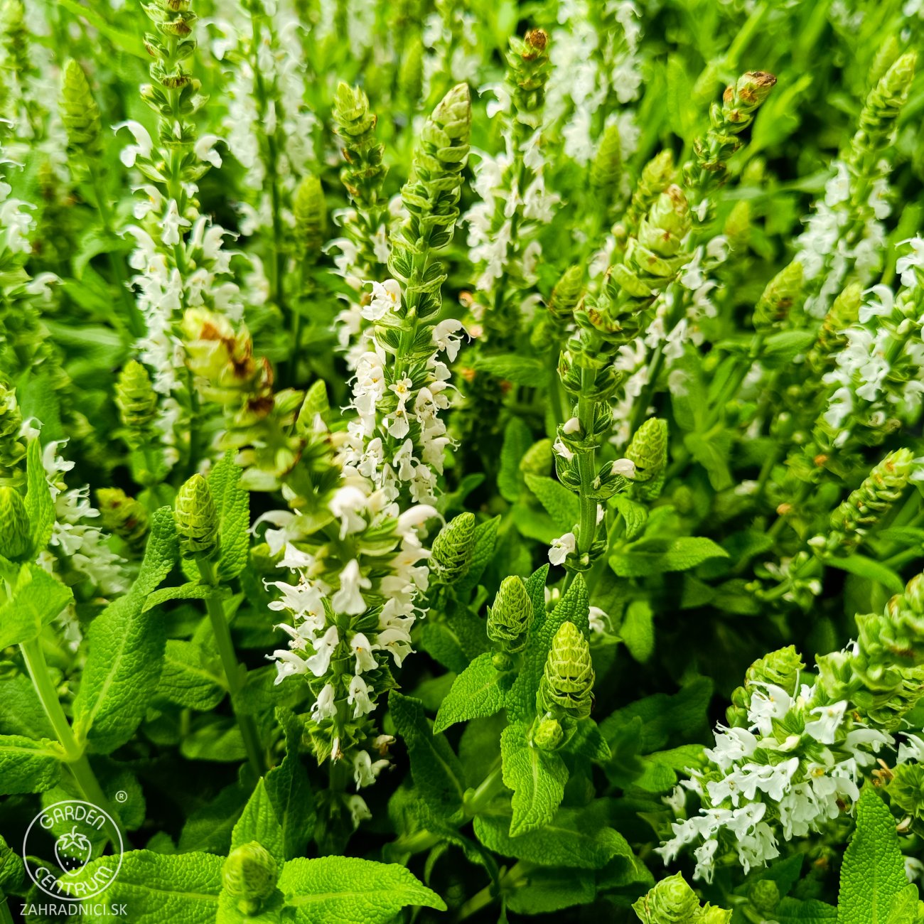 Obrázok Šalvia hájna (Salvia nemorosa) ´SENSATION WHITE´ - kont. C1,5L